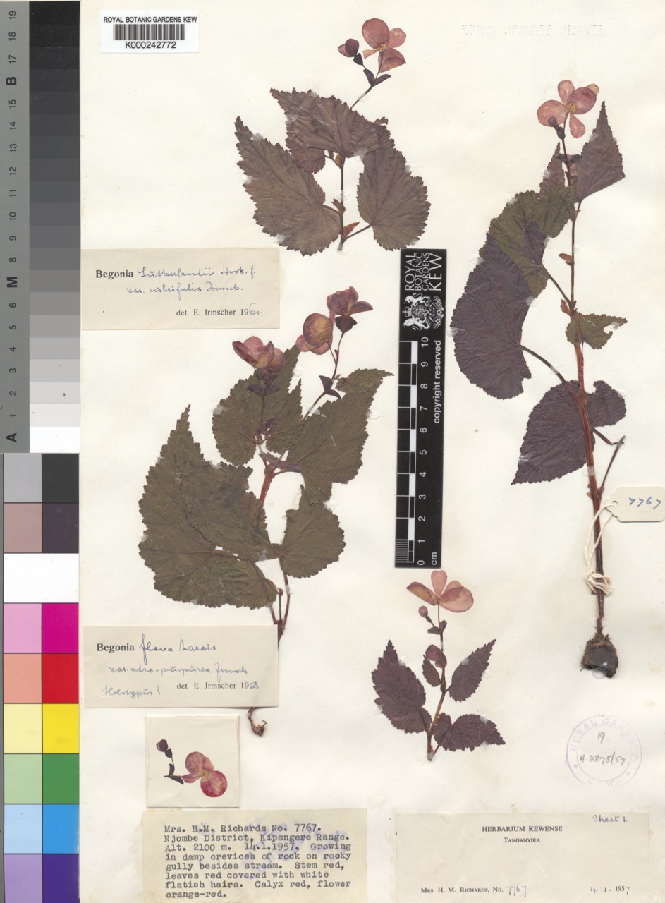 B. sutherlandii var. rubrifolia